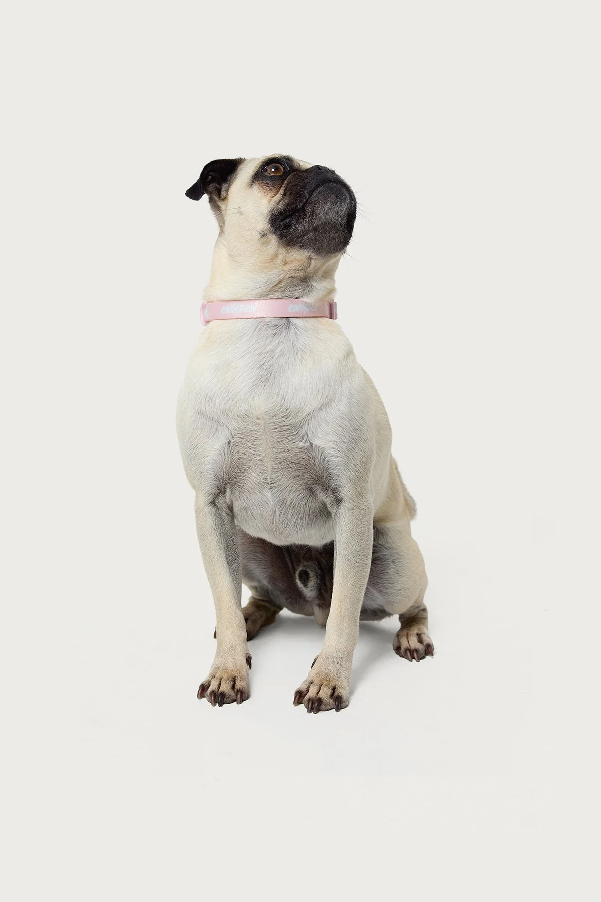 Pink Adjustable Pet Collar Small Medium Large Sizes Edikted Style