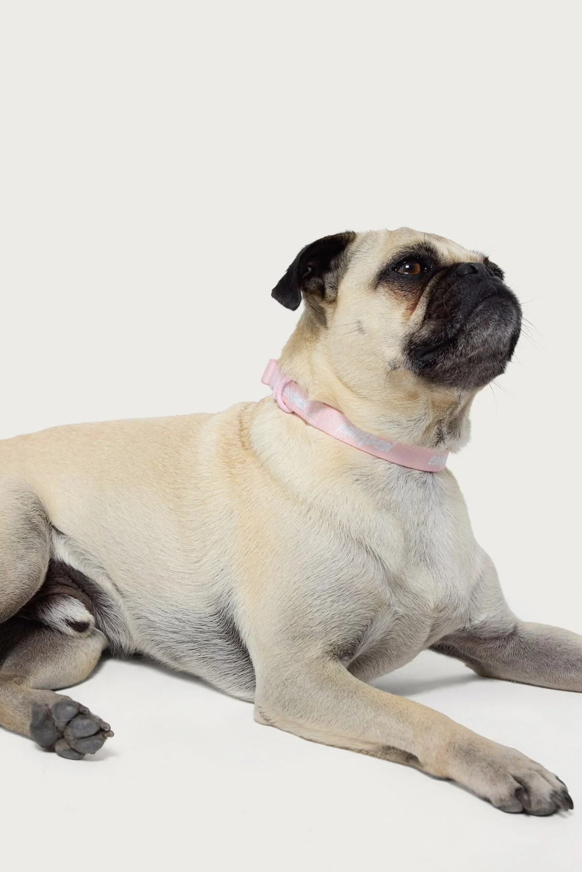 Pink Adjustable Pet Collar Small Medium Large Sizes Edikted Style