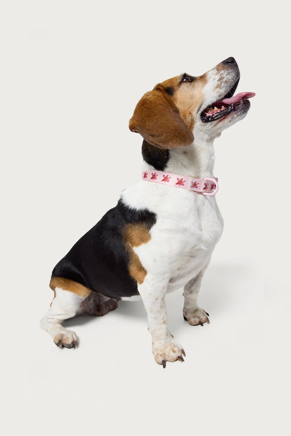 Pink Nylon Pet Collar with Tiger Lily Design